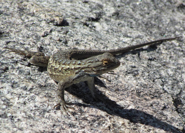 Plateau Fence Lizard